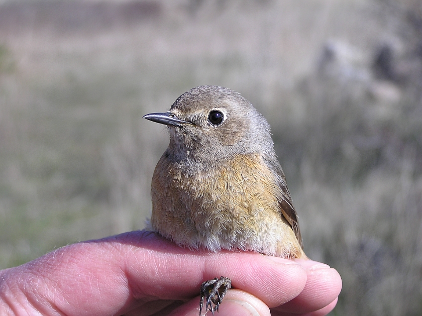 Common Redstart, Sundre 20050507